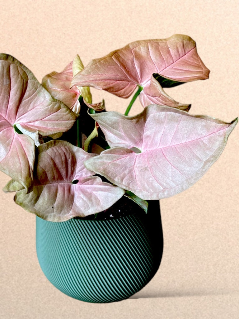Pink Syngonium In Conifer Planter