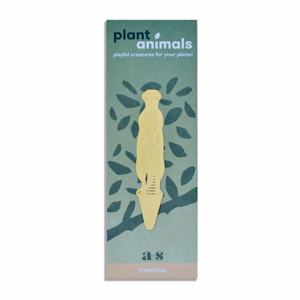 Plant Animals Meerkat