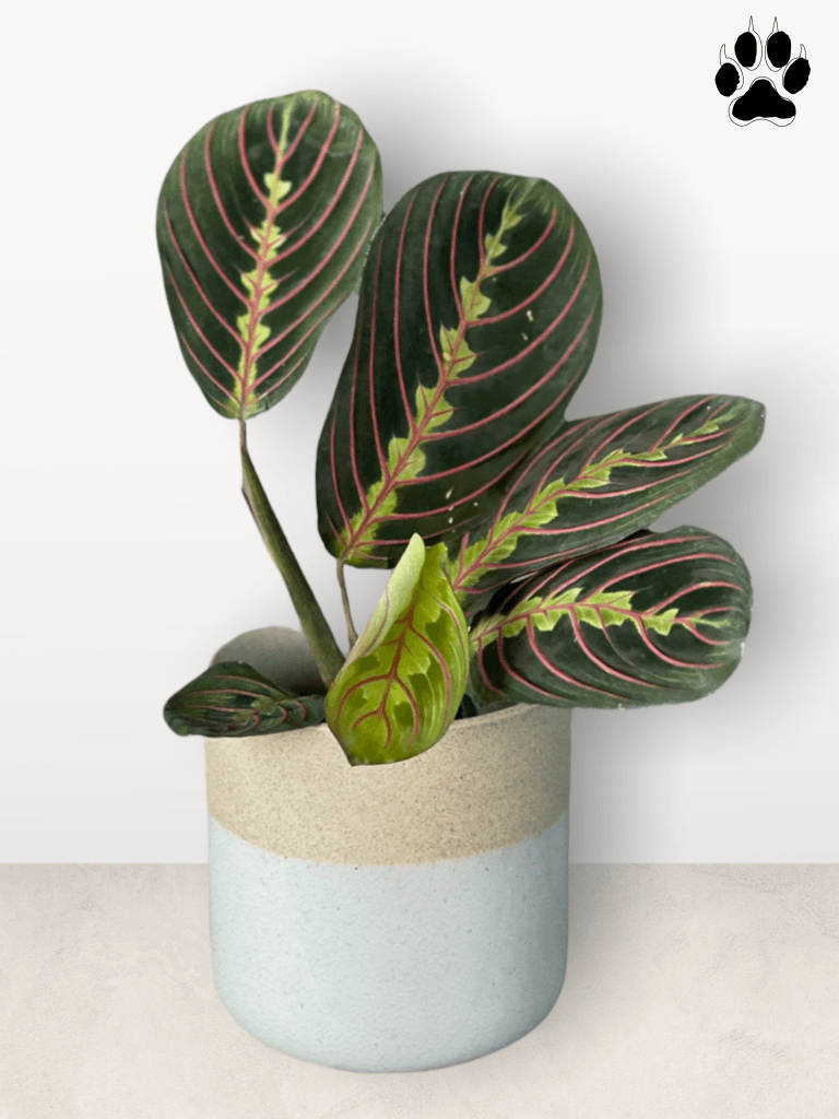 Prayer Plant In Clearly Planter Houseplant