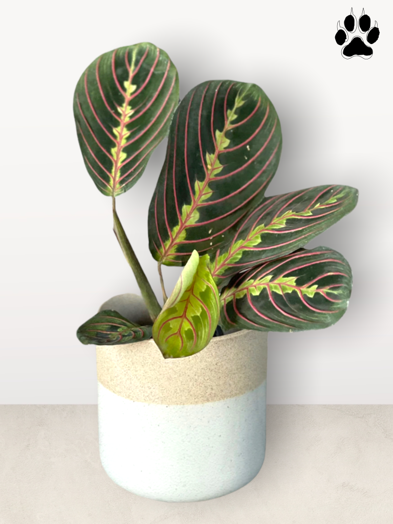 Prayer Plant In Clearly Planter Houseplant