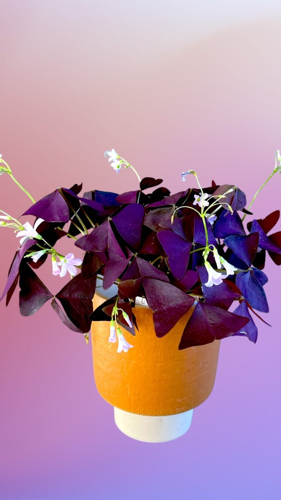 Purple Blooming Oxalis (Clover) In Naranjo Planter