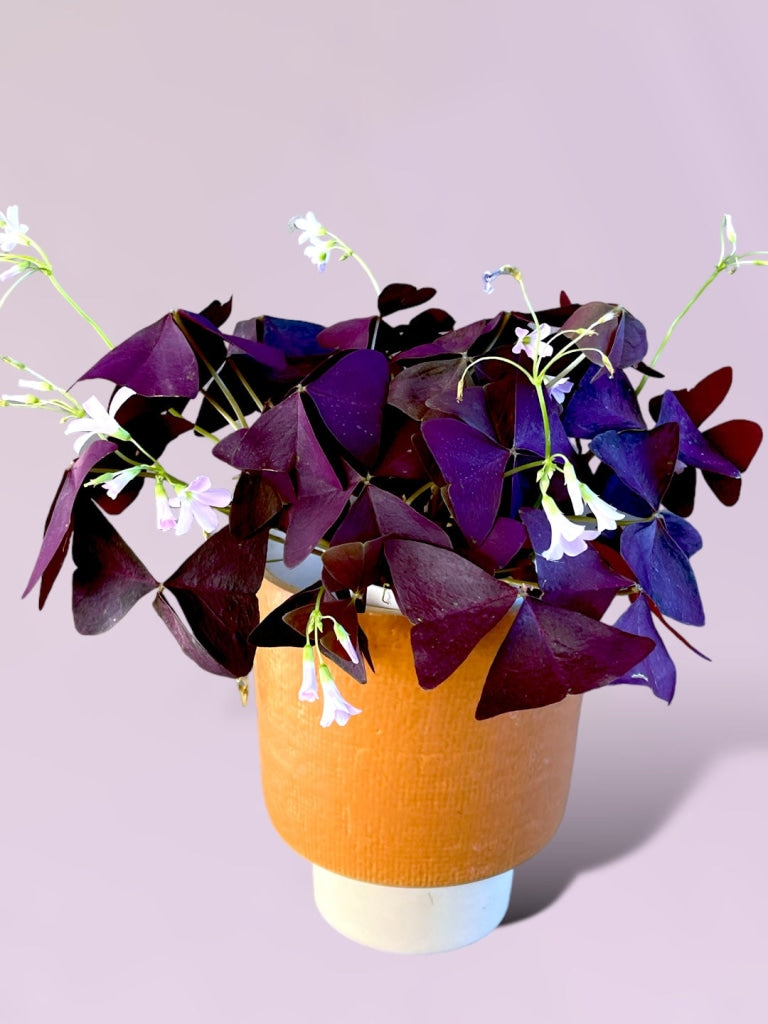 Purple Blooming Oxalis (Clover) In Naranjo Planter