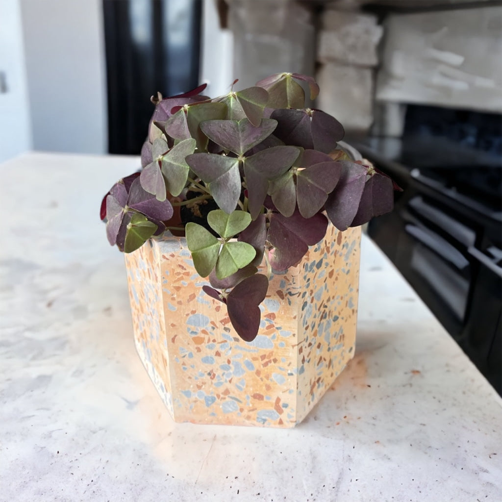 Purple Oxalis in Peachy Terrazzo