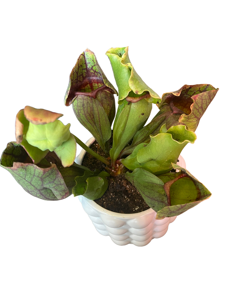 Purple Pitcher Plant In Bubbly Planter