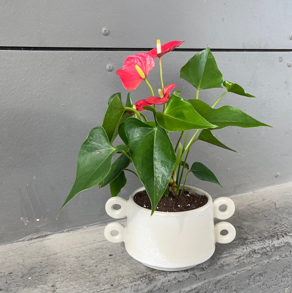 Red Anthurium In Isze Planter Houseplant