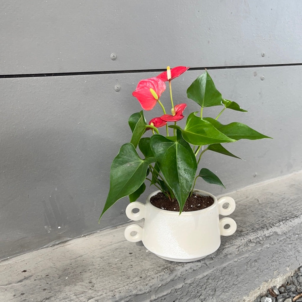 Red Anthurium In Isze Planter Houseplant