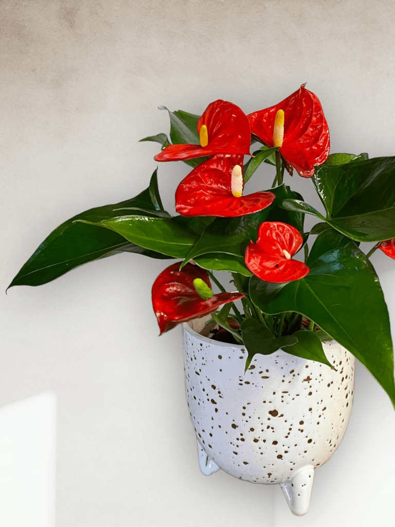 Red Anthurium In Stracciatella Planter Houseplant
