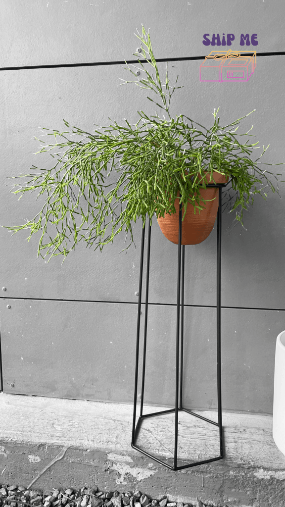 Rhipsalis In Terra-Cotta Plant Stand