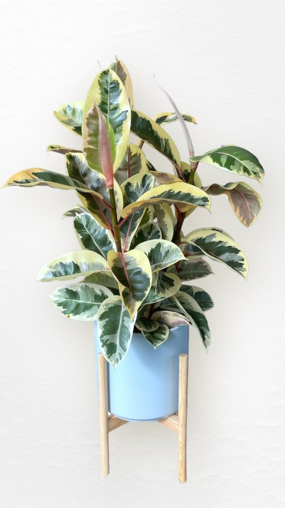 Rubber Tree Tenieke In The Bleu Plant Stand