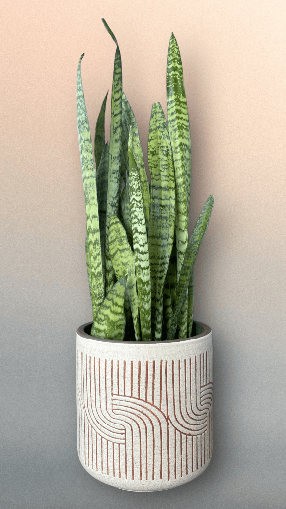 Snake Plant In Cycles Planter