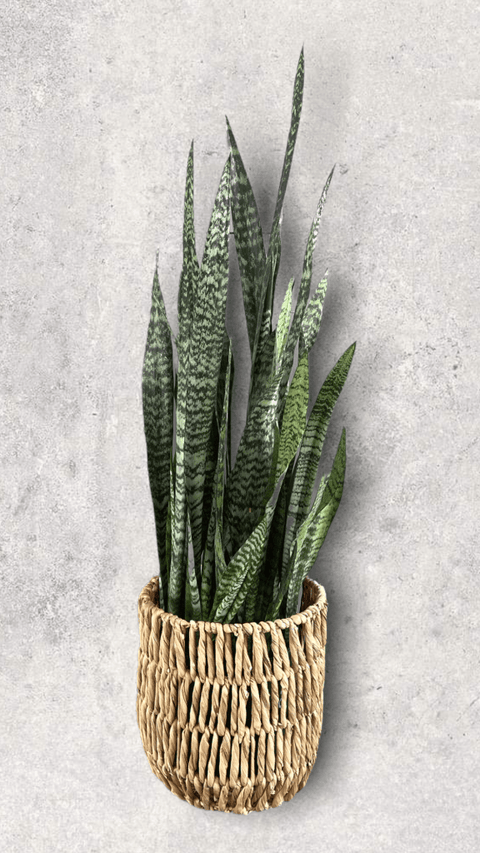 moven basket planter snake plant Snake Plant in Rattan Basket