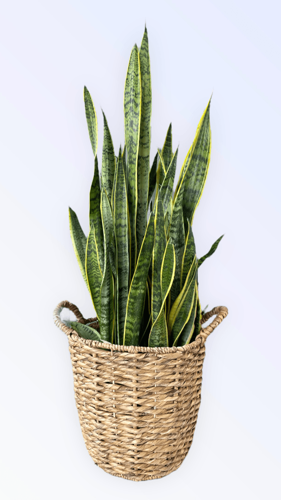 Snake Plant In Rattan Basket Variegated Yellow Edges