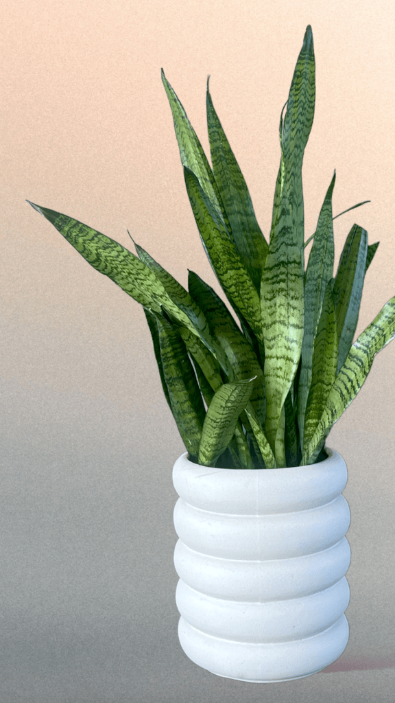 Snake Plant In Tubular Planter