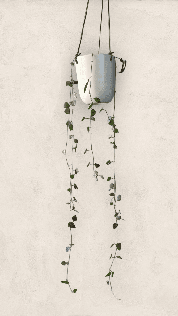 String Of Arrow In Hanging Planter