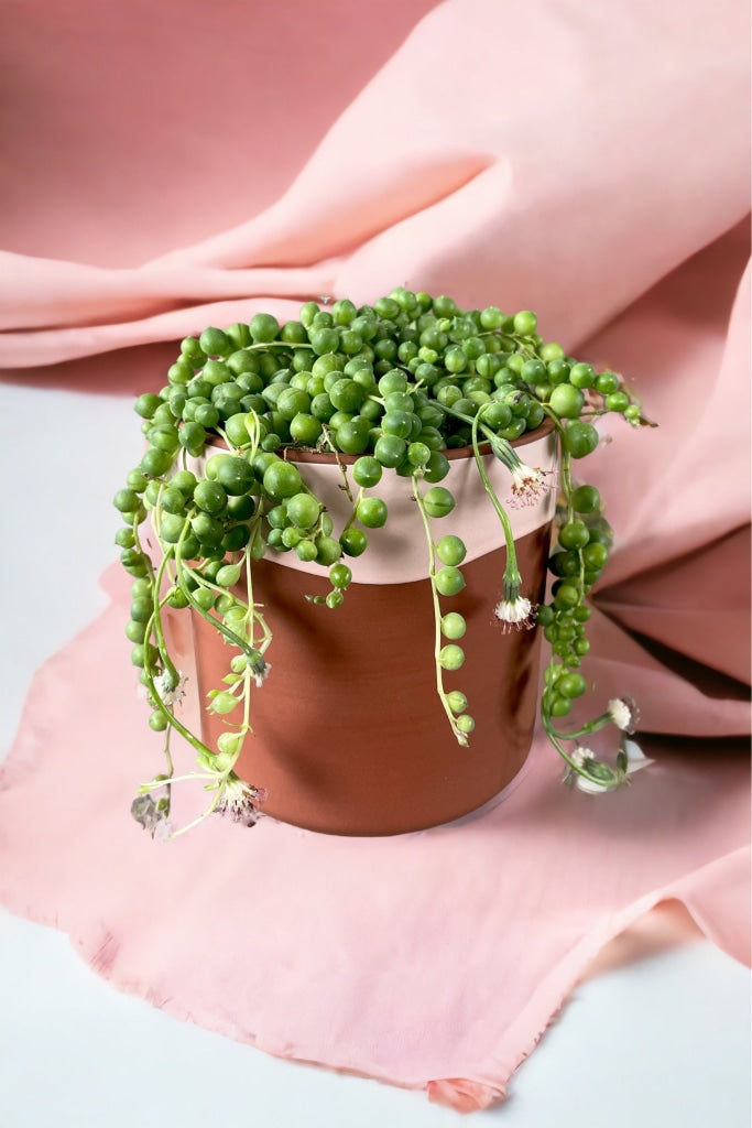 String Of Pearl In Robyn Planter