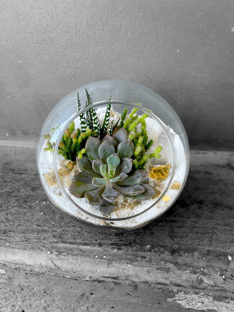 Succulent Terrarium