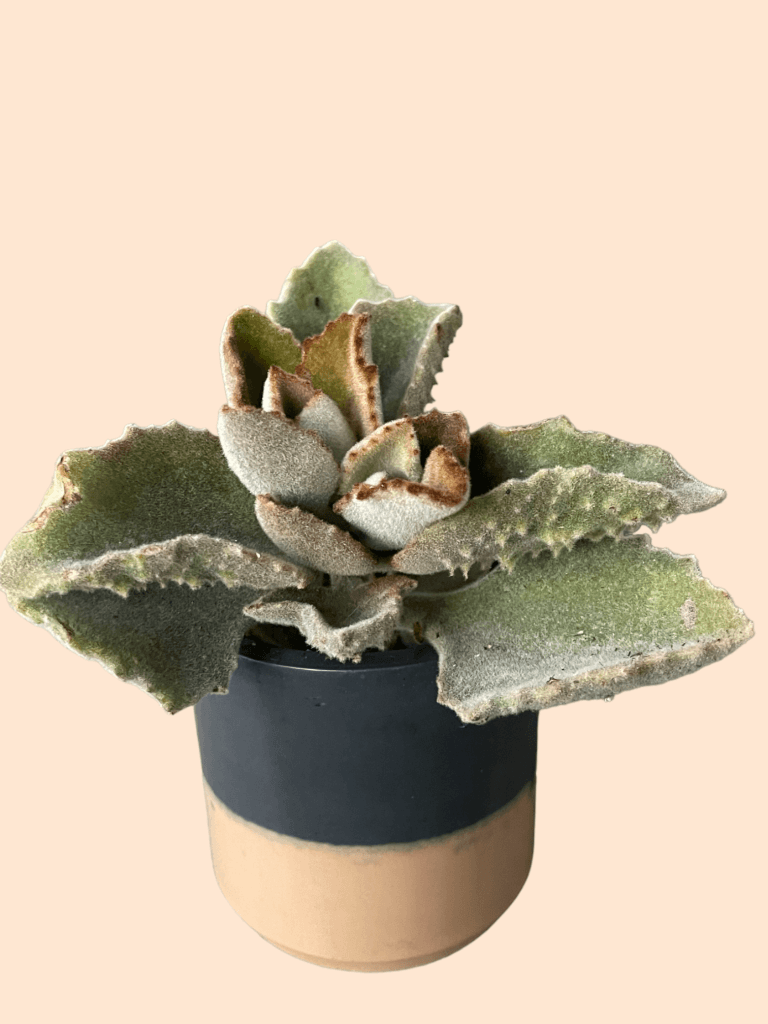 Teddy Bear Kalonchoe in Cremcicle Planter