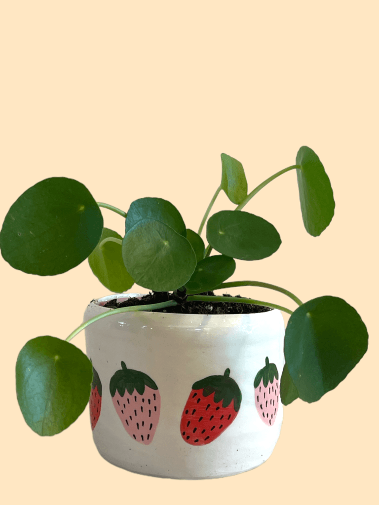 Ufo Plant In Howdy Strawberri Planter