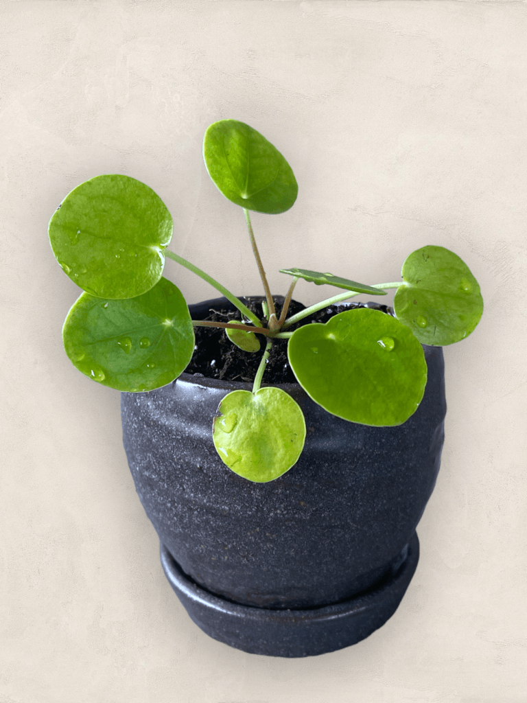 Ufo Plant In Sal Planter