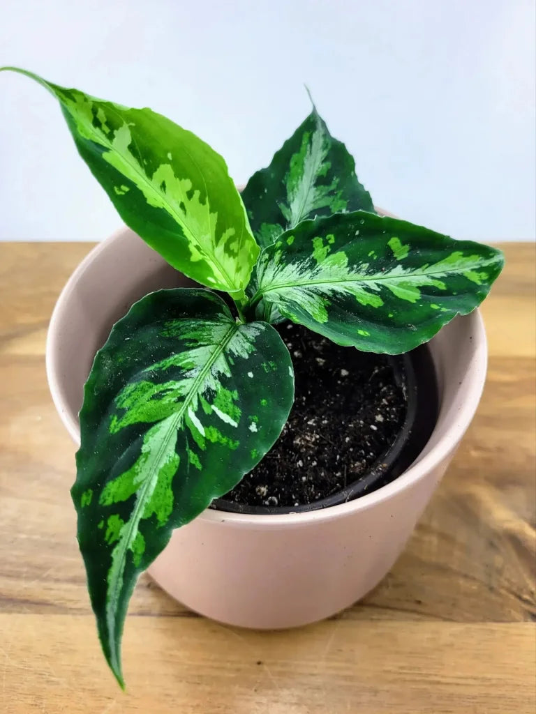 Wilderly - Aglaonema Pictum Tricolor Live Indoor Plant